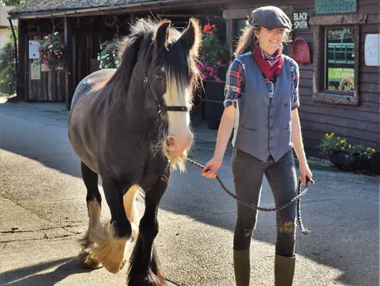 Dorset Heavy Horse Farm Park - Heavy Horses