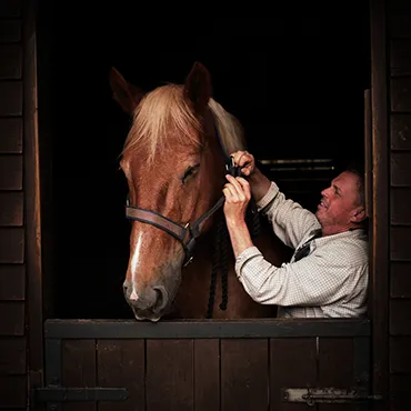 Dorset Heavy Horse Farm Park - Harnessing display