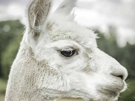 Dorset Heavy Horse Farm Park - Alpacas