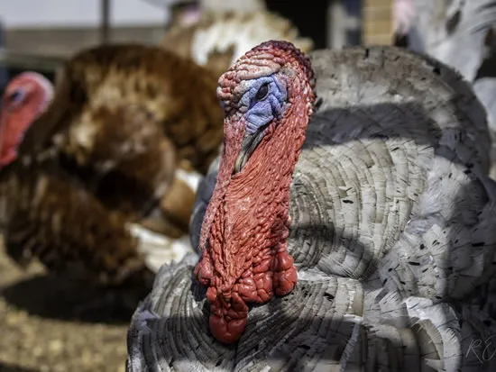 Dorset Heavy Horse Farm Park - Turkeys