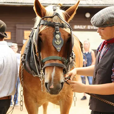 Dorset Heavy Horse Farm Park - Heavy Horses
