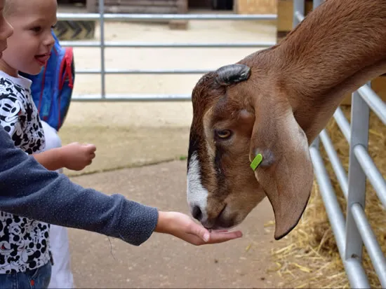 Dorset Heavy Horse Farm Park - Pygmy Goats