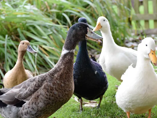 Dorset Heavy Horse Farm Park - Ducks