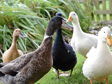 Dorset Heavy Horse Farm Park - Farmyard Animals