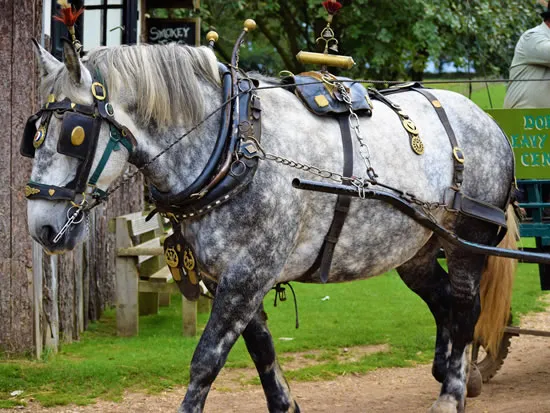 Dorset Heavy Horse Farm Park - Heavy Horses
