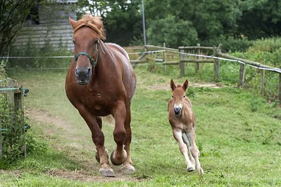 Dorset Heavy Horse Farm Park - Suffolk Punch ponies