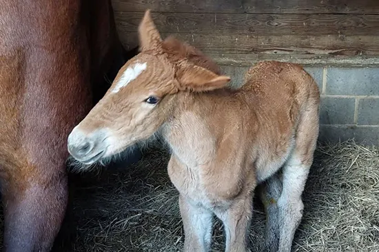 Dorset Heavy Horse Farm Park - Primrose