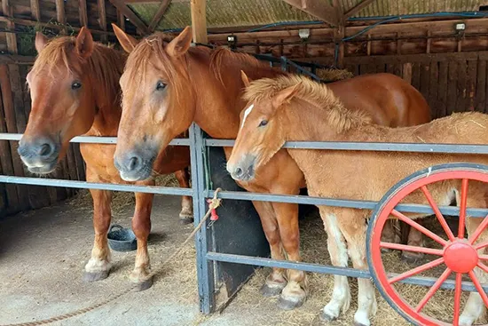 Dorset Heavy Horse Farm Park - Suffolk Punch generations