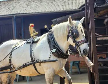 Dorset Heavy Horse Farm Park - Work and Volunteering Opportunities