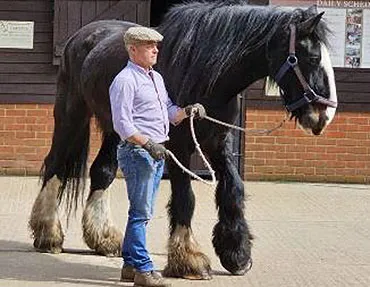 Dorset Heavy Horse Farm Park - Work and Volunteering Opportunities