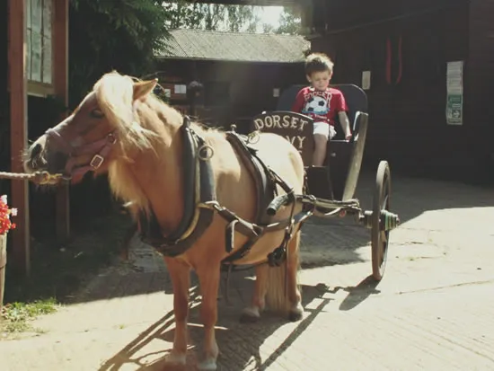 Dorset Heavy Horse Farm Park - Groups and Organisations