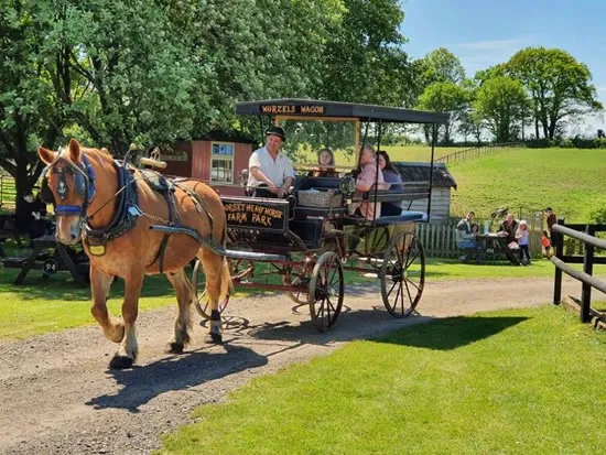 Dorset Heavy Horse Farm Park - Groups and Organisations