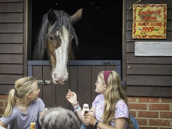 Dorset Heavy Horse Farm Park - Groups and Organisations