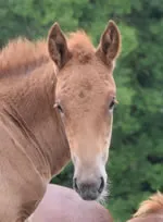 Dorset Heavy Horse Farm Park - Abbey Rose