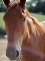 Dorset Heavy Horse Farm Park - Lilly Rose