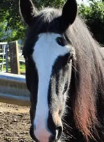 Dorset Heavy Horse Farm Park - Luke