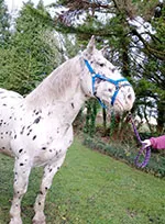 Dorset Heavy Horse Farm Park - Mo