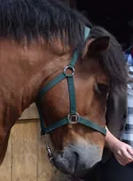 Dorset Heavy Horse Farm Park - Orestes