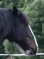 Dorset Heavy Horse Farm Park - Poppy