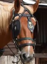 Dorset Heavy Horse Farm Park - Uno