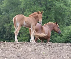 Dorset Heavy Horse Farm Park - Abbey Rose