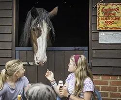 Dorset Heavy Horse Farm Park - Adam