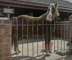 Dorset Heavy Horse Farm Park - April