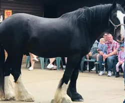 Dorset Heavy Horse Farm Park - Luke