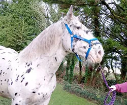 Dorset Heavy Horse Farm Park - Mo