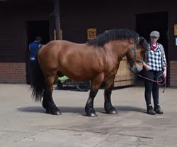 Dorset Heavy Horse Farm Park - Orestes