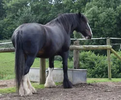 Dorset Heavy Horse Farm Park - Poppy