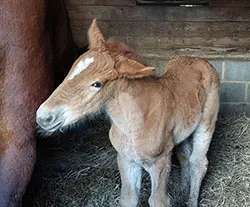 Dorset Heavy Horse Farm Park - Primrose