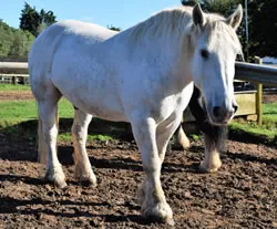 Dorset Heavy Horse Farm Park - Sultan