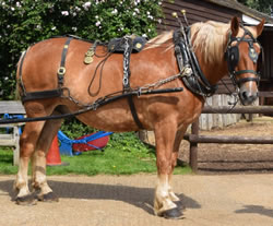 Dorset Heavy Horse Farm Park - Uno