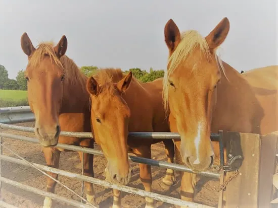Dorset Heavy Horse Farm Park - Suffolk Punch in foal