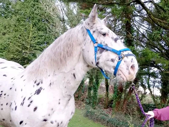 Dorset Heavy Horse Farm Park - Mo