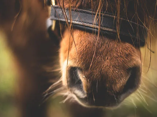 Dorset Heavy Horse Farm Park - Mo