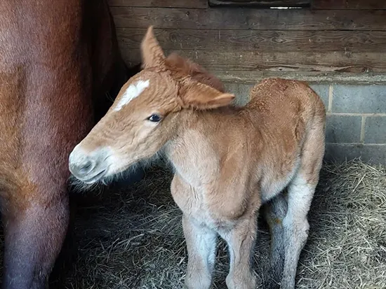 Dorset Heavy Horse Farm Park - Primrose