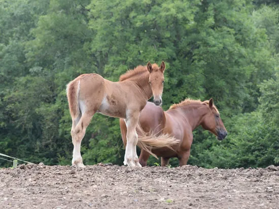 Dorset Heavy Horse Farm Park - Suffolk Punch horses