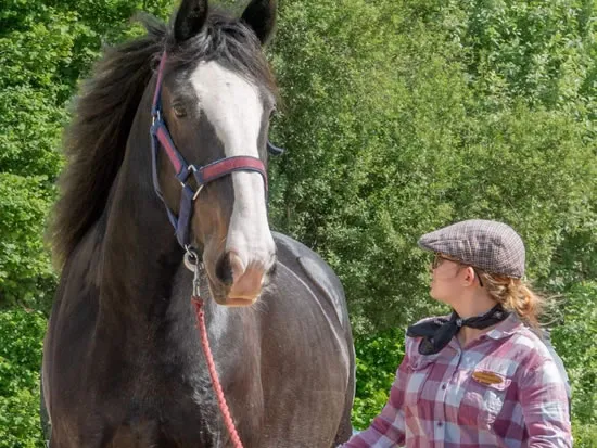 Dorset Heavy Horse Farm Park - School trips