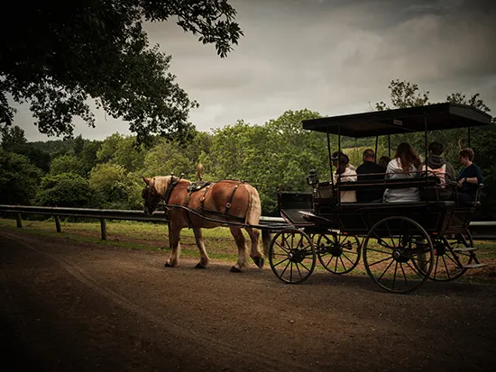Dorset Heavy Horse Farm Park - School trips