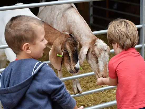 Dorset Heavy Horse Farm Park - School trips