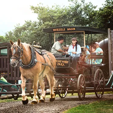 Dorset Heavy Horse Farm Park - Cart rides