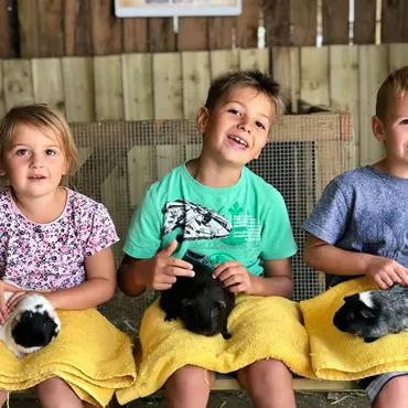 Dorset Heavy Horse Farm Park - Animal feeding