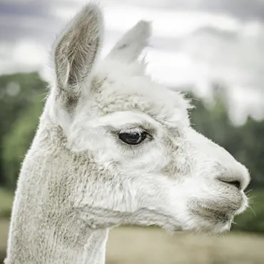 Dorset Heavy Horse Farm Park - Llamas