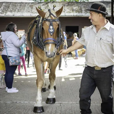 Dorset Heavy Horse Farm Park - Harness displays