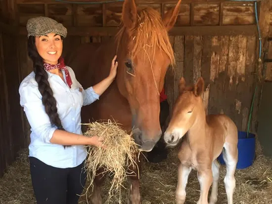 Become a Park Partner - Dorset Heavy Horse Farm Park