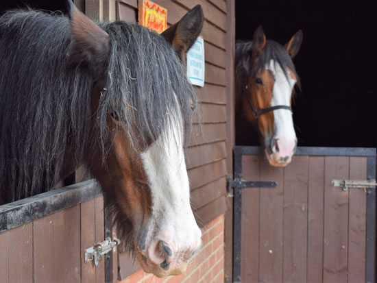 Dorset Heavy Horse Farm Park - Daily Schedule