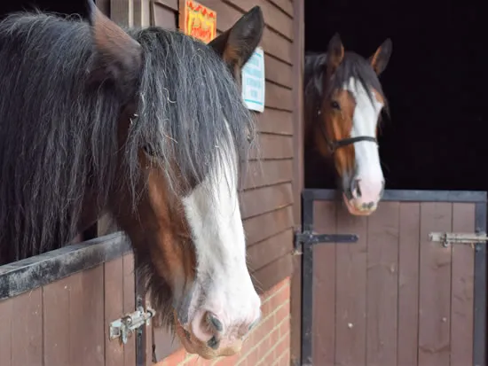 Adopt a Heavy Horse - Dorset Heavy Horse Farm Park