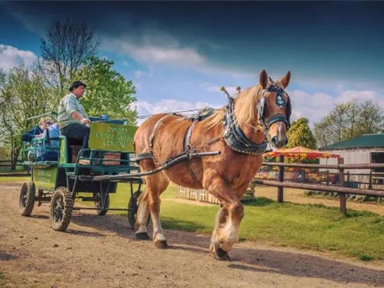 Heavy Horses - Dorset Heavy Horse Farm Park